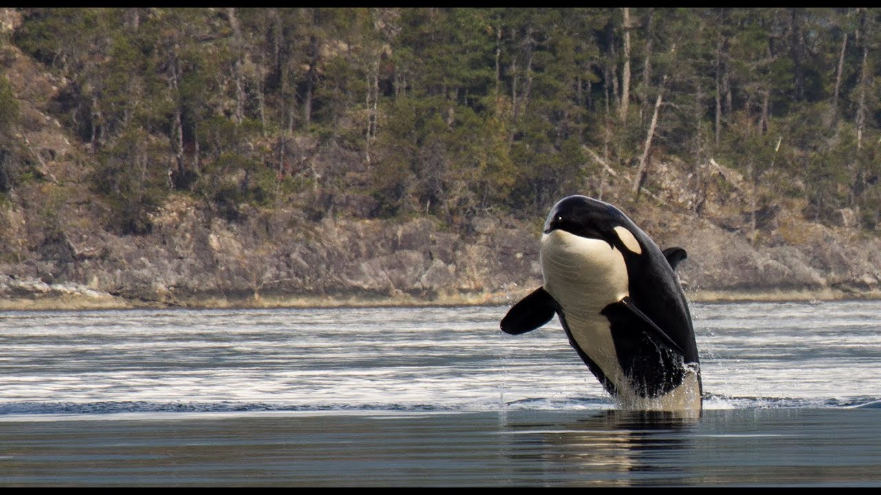 Acrobatic killer whales and dolphins