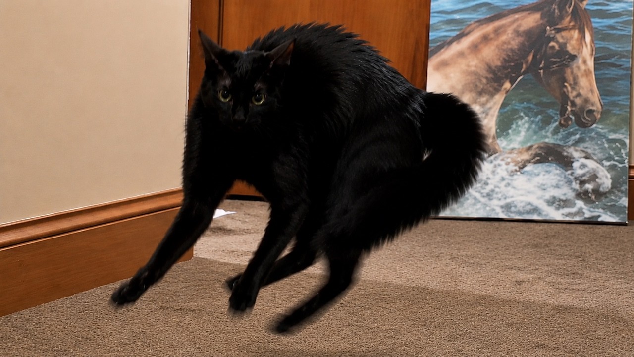 Cats Acting Bonkers