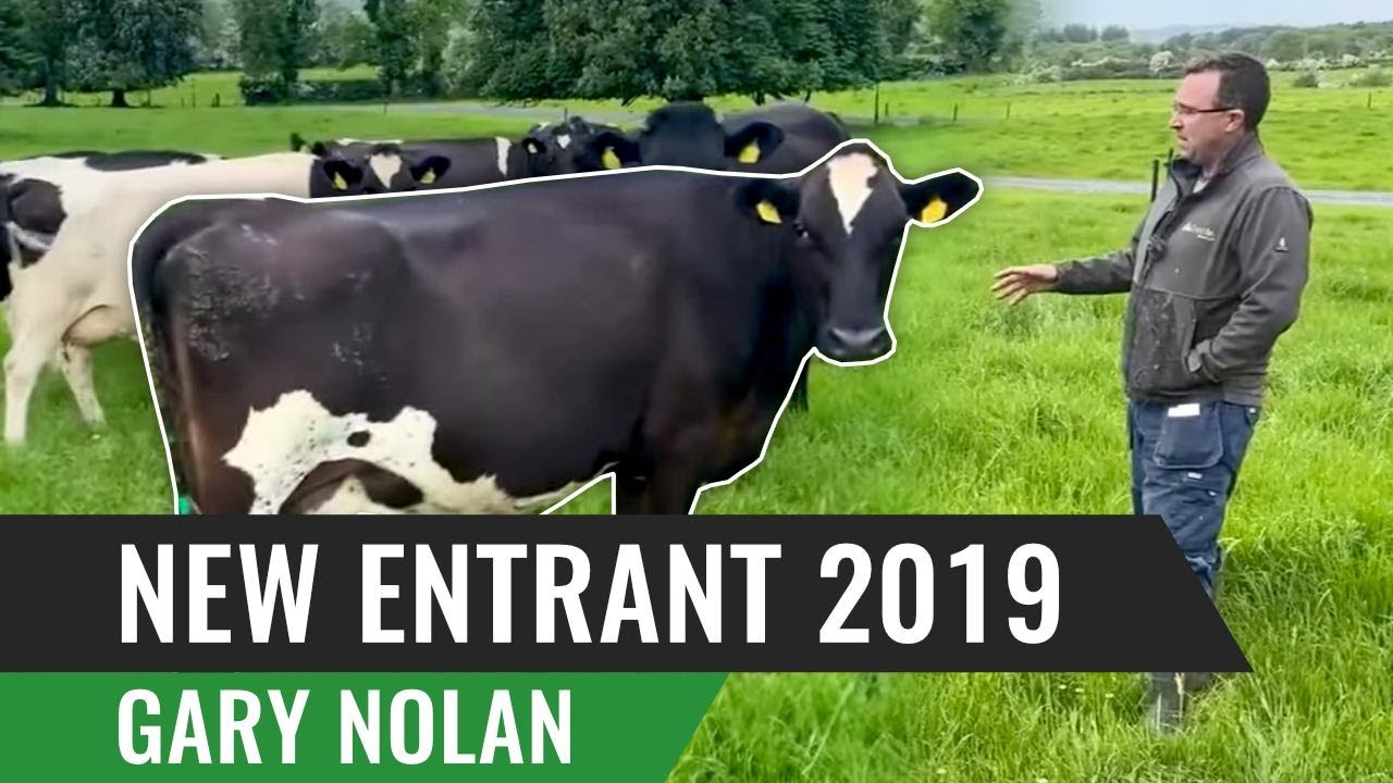 New Entrant 2019 - Cows, Grass & Improving Grazing Infrastructure Key to Success  Gary Nolan