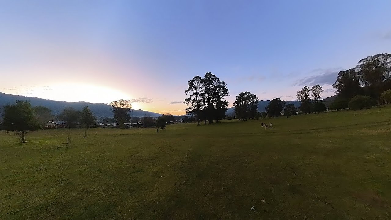 Kangaroo in Mount Beauty (360&deg; Video)