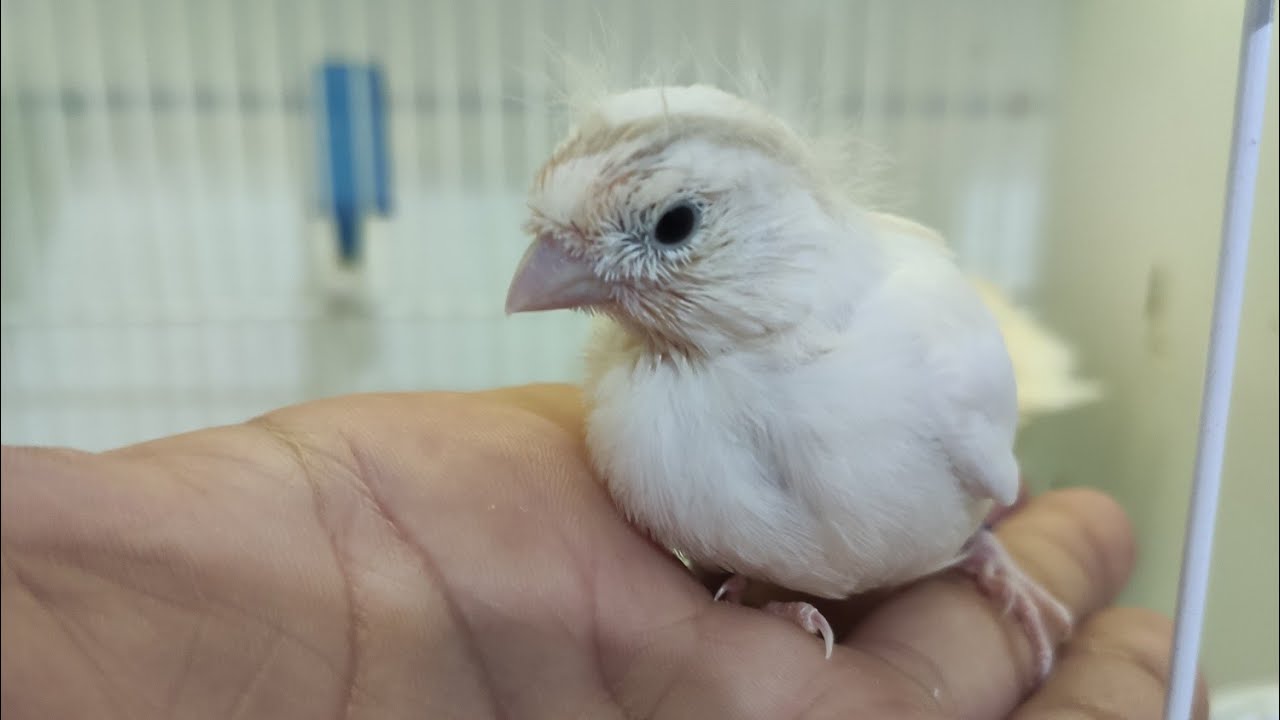 PRIMEROS PICHONES SALTAN DEL NIDO🐣 MÁS HUEVOS PISADOS🥚 Y MÁS COSITAS... ///CRIA DE CANARIOS 2021///
