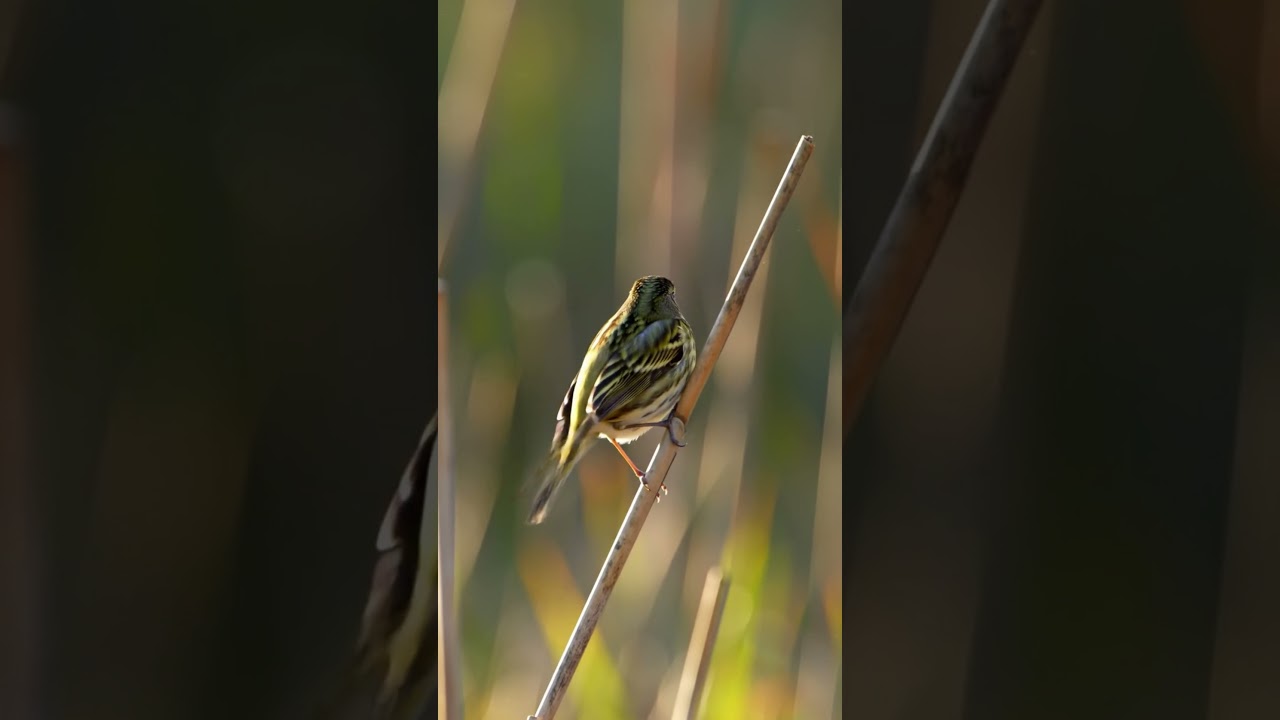 Zitting Cisticola Call &mdash; Hear the 