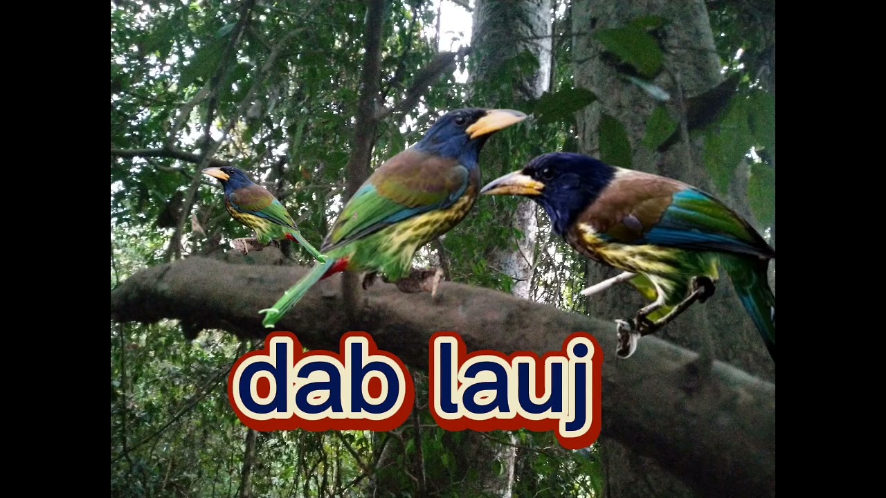 suab noog dab laug quaj