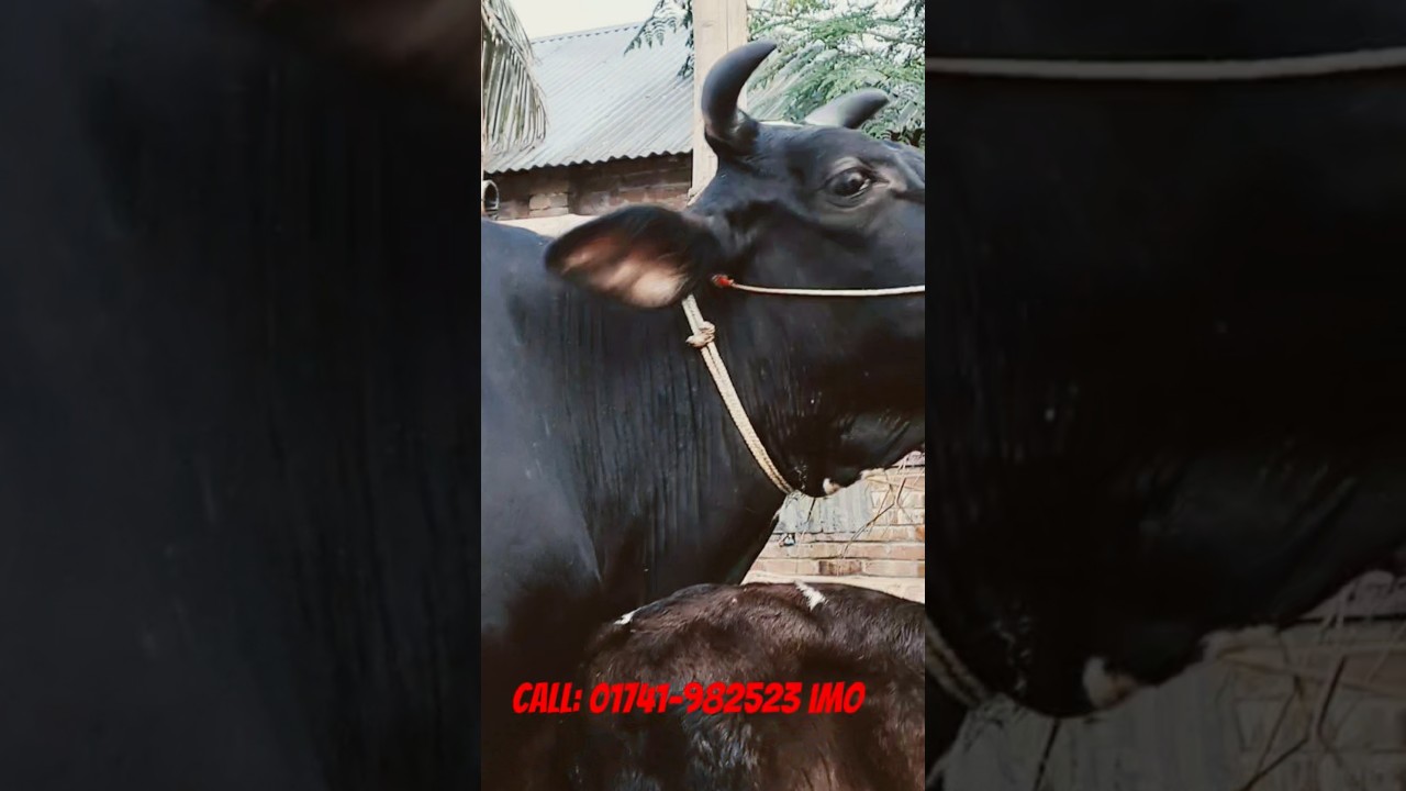 ২৪: লিটার দুধের গাভী কিনুন সিমিত দামে ।#dairyfarm #krishibd #dairyherd
