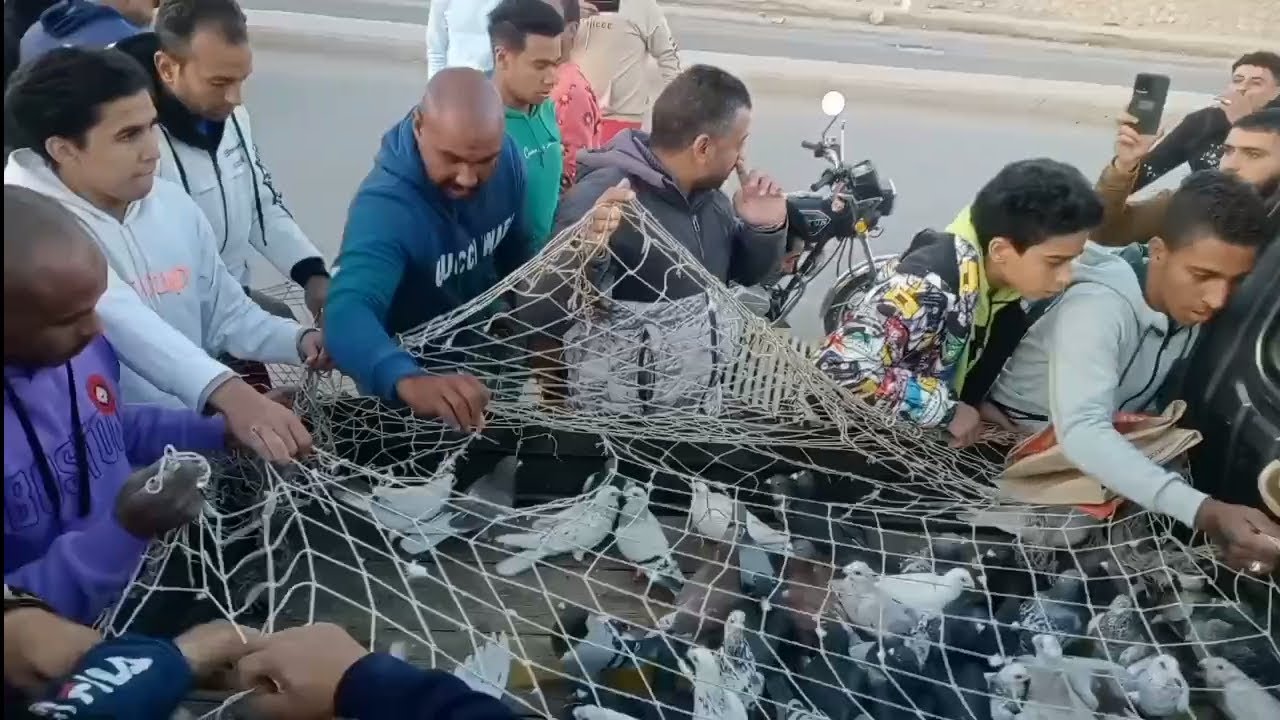 رمايه المقطم مع القطاميه اخواتي وحبيبي 🥰 #مجا )