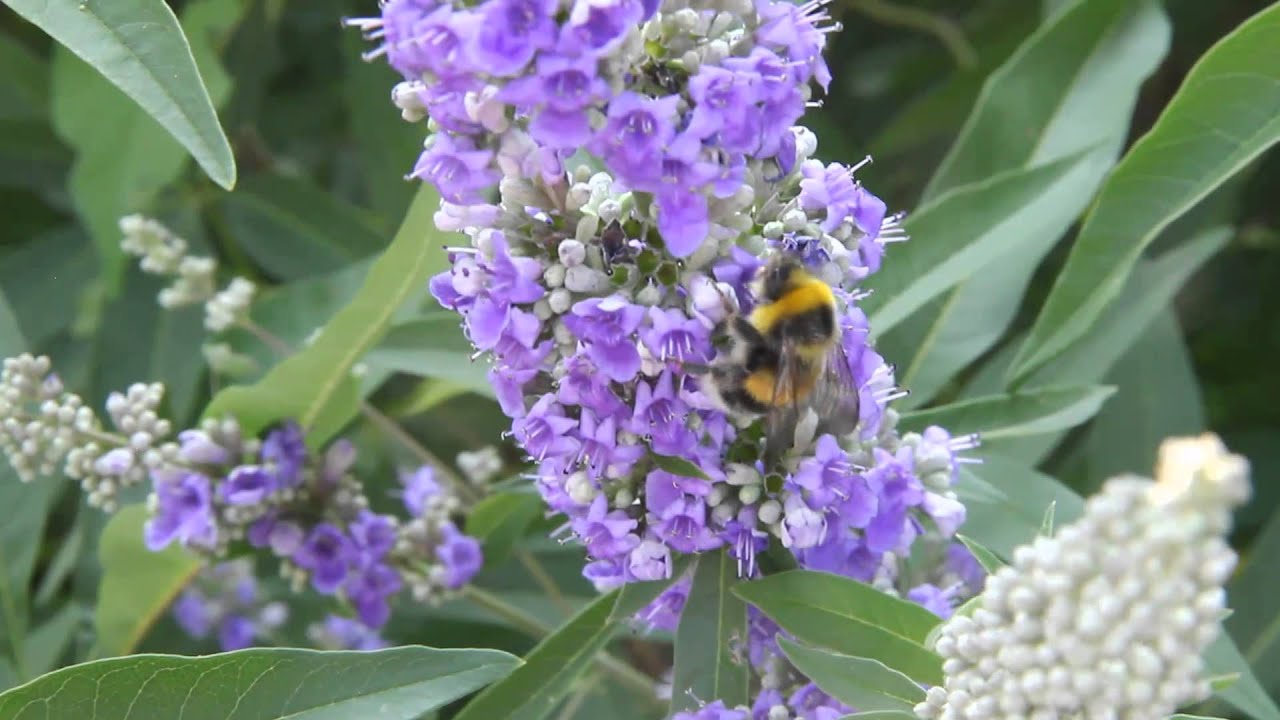 Der Mönchspfeffer im VOL.AT-Gartentipp