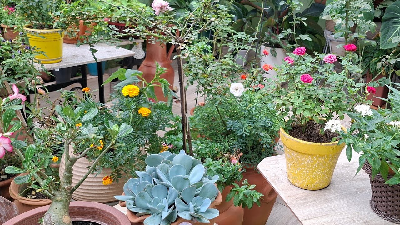 Transformei meu jardim de flores em um espaço encantado e sonhador 