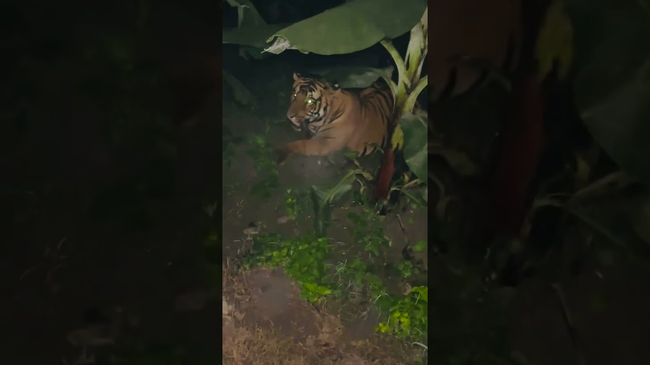 #lion