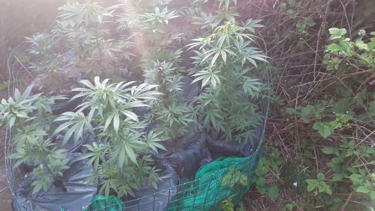gorilla grow 2018 smokey bear auto fresian dew and 2 fast and vast