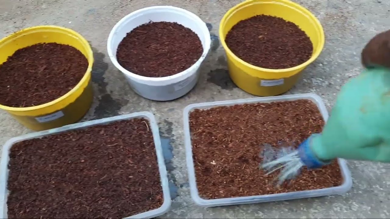 Correct process of Winter flower seeds Germination | How to germinate seeds | Winter flower seeds