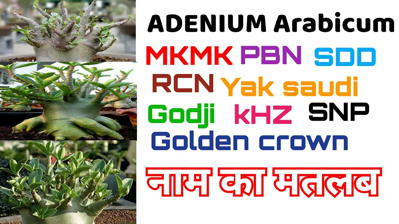 Adenium के नाम कैसे रखे जाते है Adenium arabicum names (with full form) : History of #Arabicum names