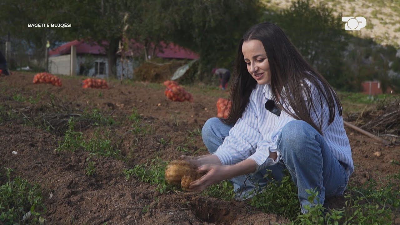 Fushë Studën, fshati që konkurron pataten e Kukësit! Sekretet e prodhimit... - Bagëti e Bujqësi