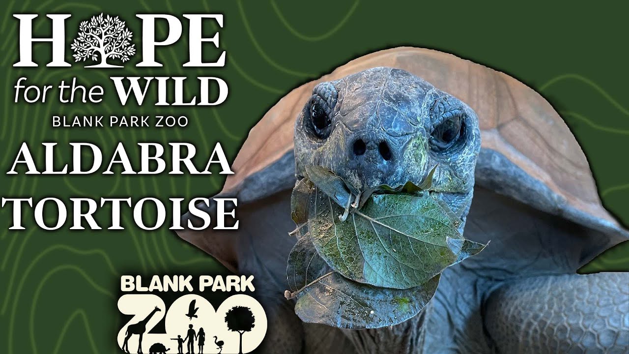 Aldabra Tortoise | Hope for the WILD
