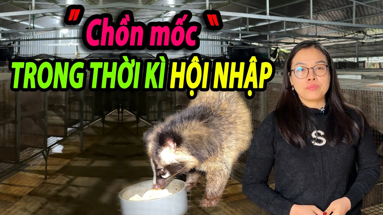 Thời kỳ hội nhập 2026 mở ra cơ hội gì cho chăn nuôi chồn mốc?