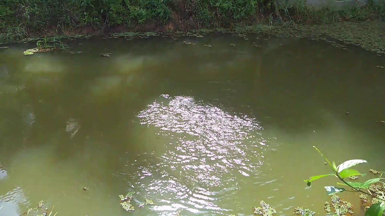 Nutter - MAAS fish farm