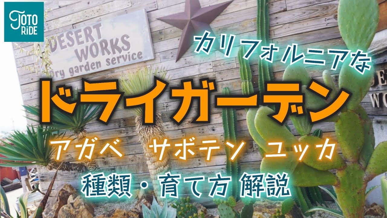 人気沸騰中！ドライガーデン！カリフォルニアを感じる世界の作り方！育てかた！！