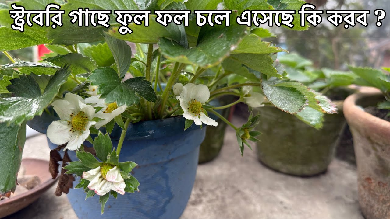 স্ট্রবেরি গাছে ফুল ফল আসলে যে ভুল গুলি করবেন না ? Strawberry fruits | Strawberry plants care winter 