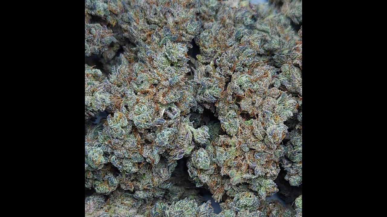 CrescendO #2 x SFV OG | Seed to Harvest Timelapse