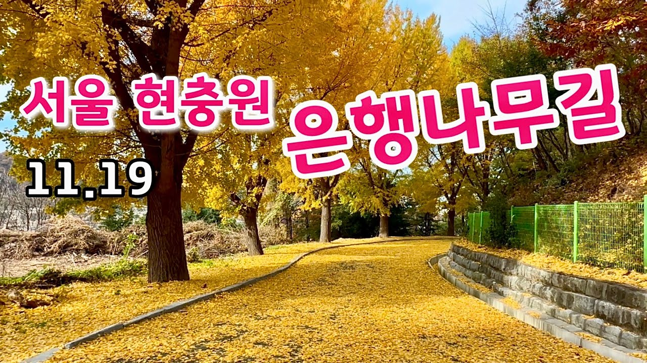 올가을 최고 단풍…20분 동안 은행잎 옐로우 카펫 위를 걸어요