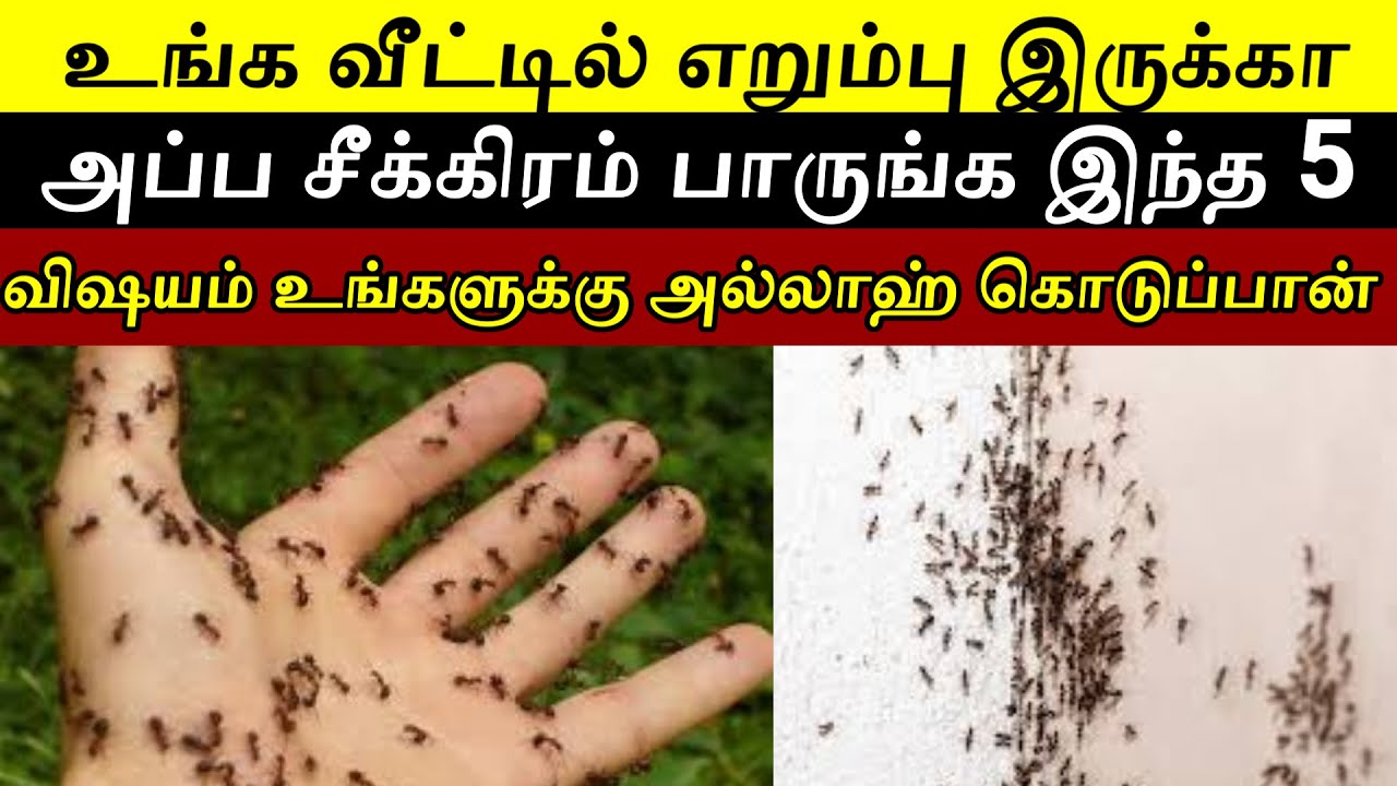உங்க வீட்டில் எறும்பு இருக்கா இதை பாருங்க