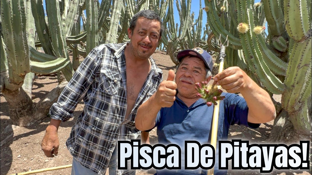 Increíble Pisca De Pitayas En Amacueca Jalisco Mexico!🌵🇲🇽