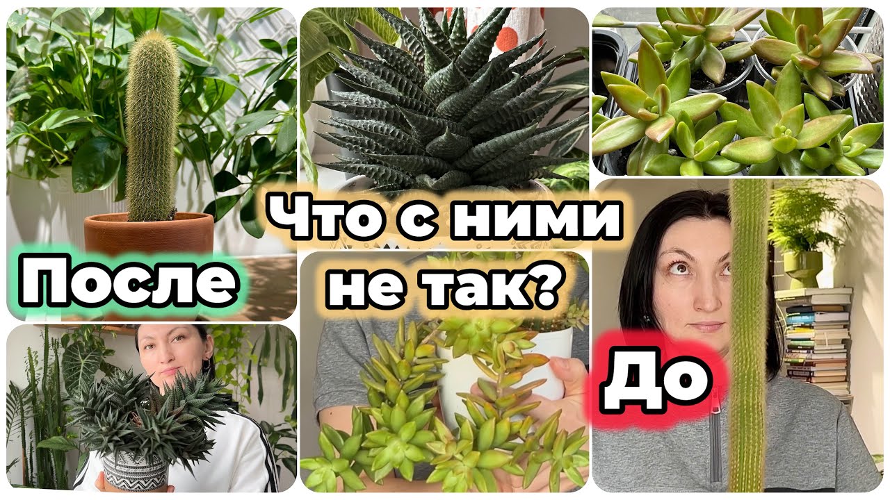 Кактусы и суккуленты теряют вид? Показываю как омолодить и спасти  