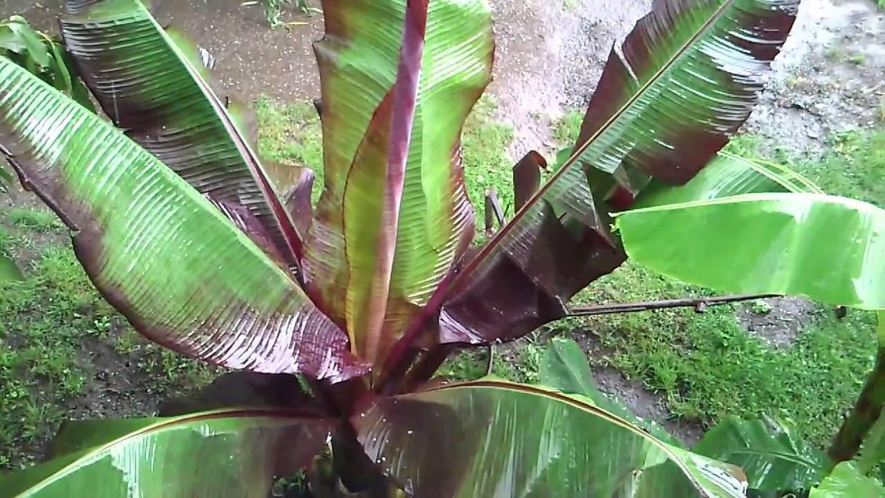 15 Grad na szczęście dość mały . Bananowce maurelli i basjoo