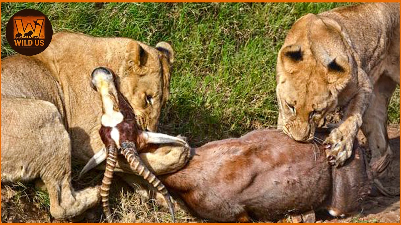 Lion Documentary | Life and Rivalries of Lions | Wild Animals