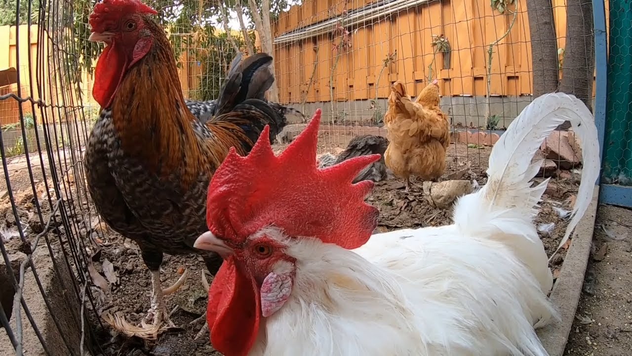 Backyard Chickens 10 Hours Continuous ASMR Relaxing Sounds Noises Hens Clucking Roosters Crowing!