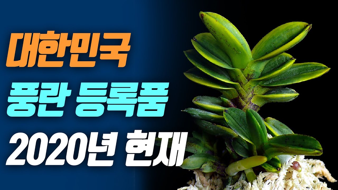대한민국 풍란등록품 2020년 현재 List of Korean Orchid
