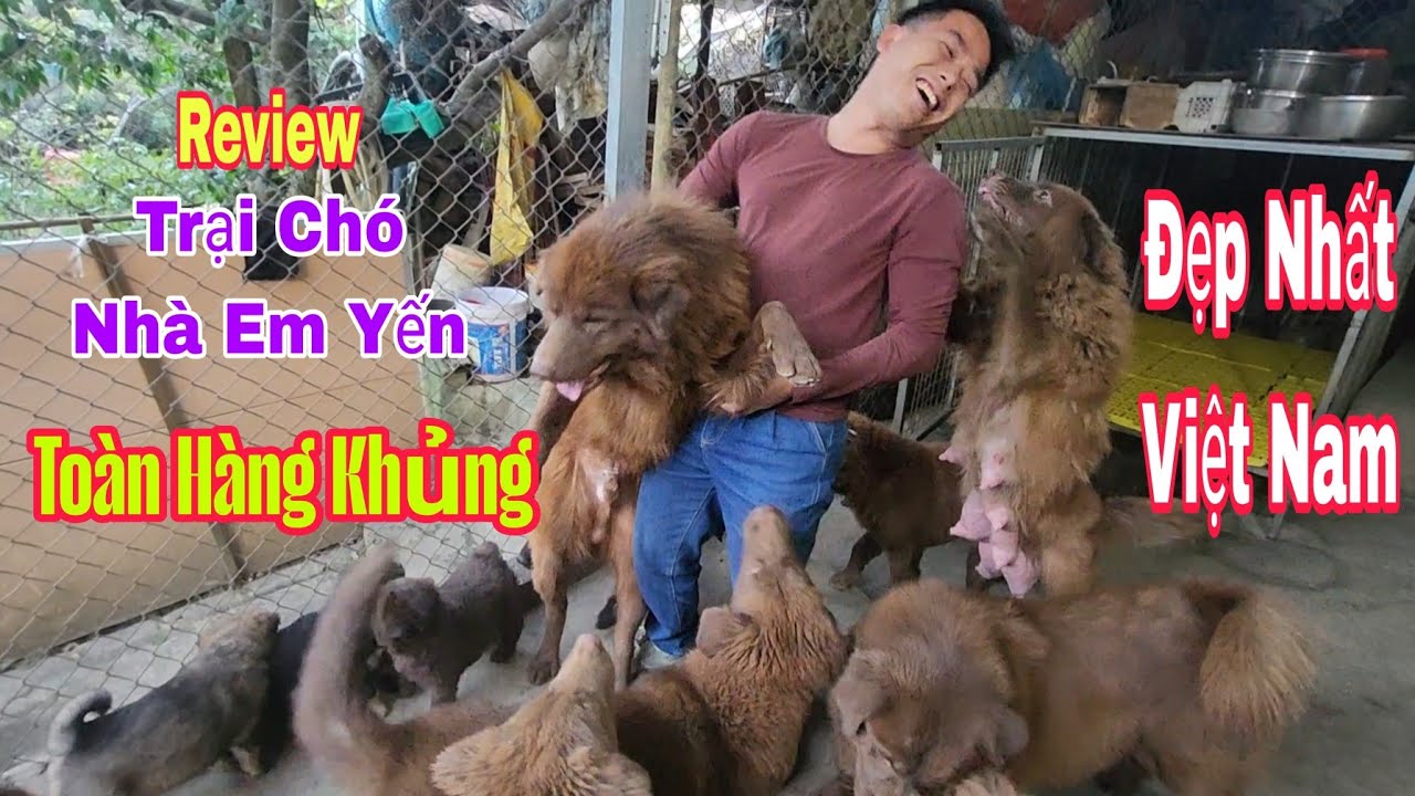 Review trại chó bắc hà xù nhà em yến tại bắc hà toàn hàng siêu khủng víp nhất Việt Nam #bachatv 