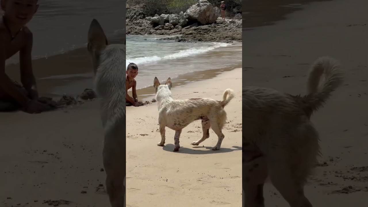 А вы в душном офисе ? | Happy dog | mad dog #maddog #funny #dog #happydog