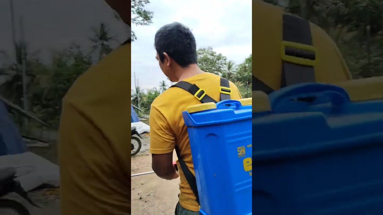 Budi daya azolla atau paku air untuk pakan ayam petelor menggunakan pakan pabrik skema 50% 50%
