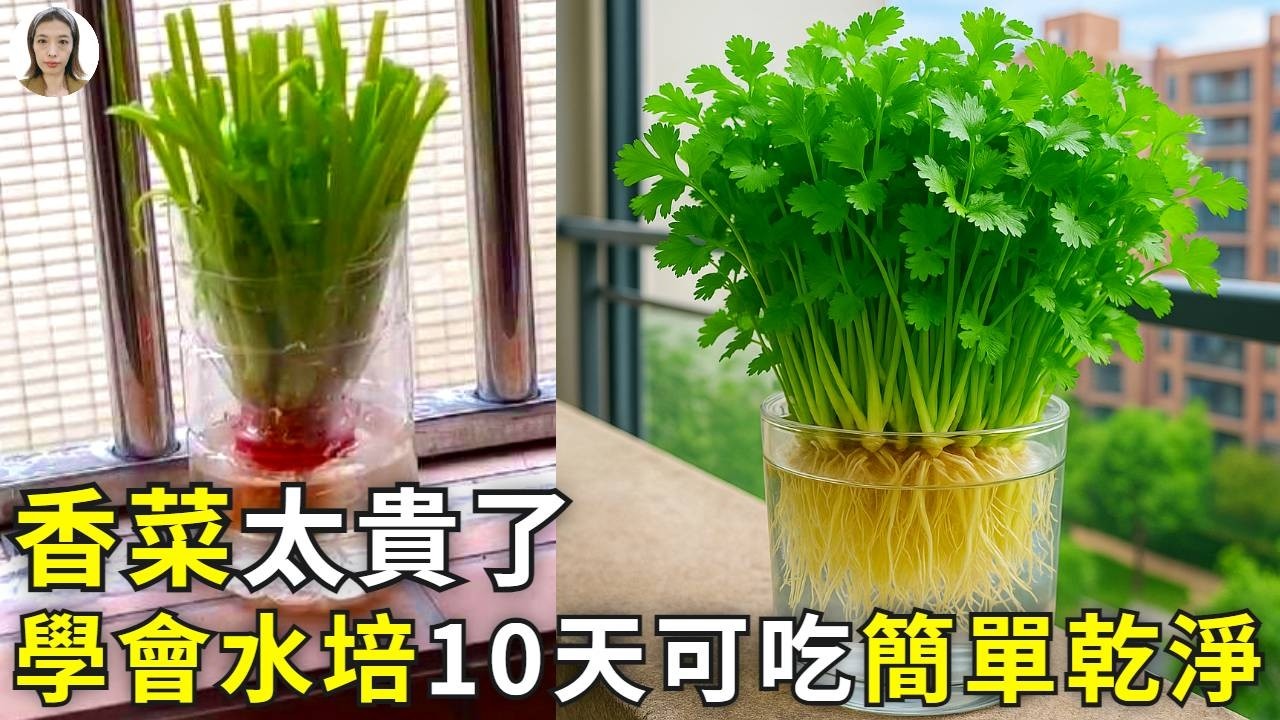 香菜太貴？陽台水培香菜，10天就能吃，半年不用買很省錢！|花花世界