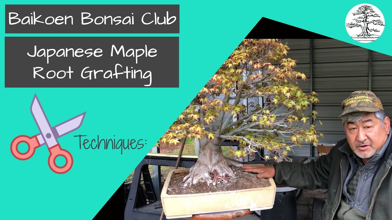 Japanese Maple Root Grafting - Baikoen Bonsai Club Safer @ Home Bonsai Series.