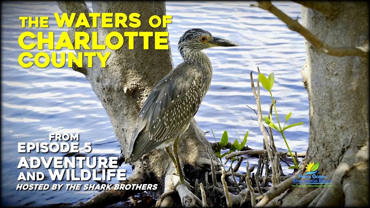 Adventure and Wildlife - Episode 5: Charlotte Harbor Estuary - Shark Brothers Multimedia