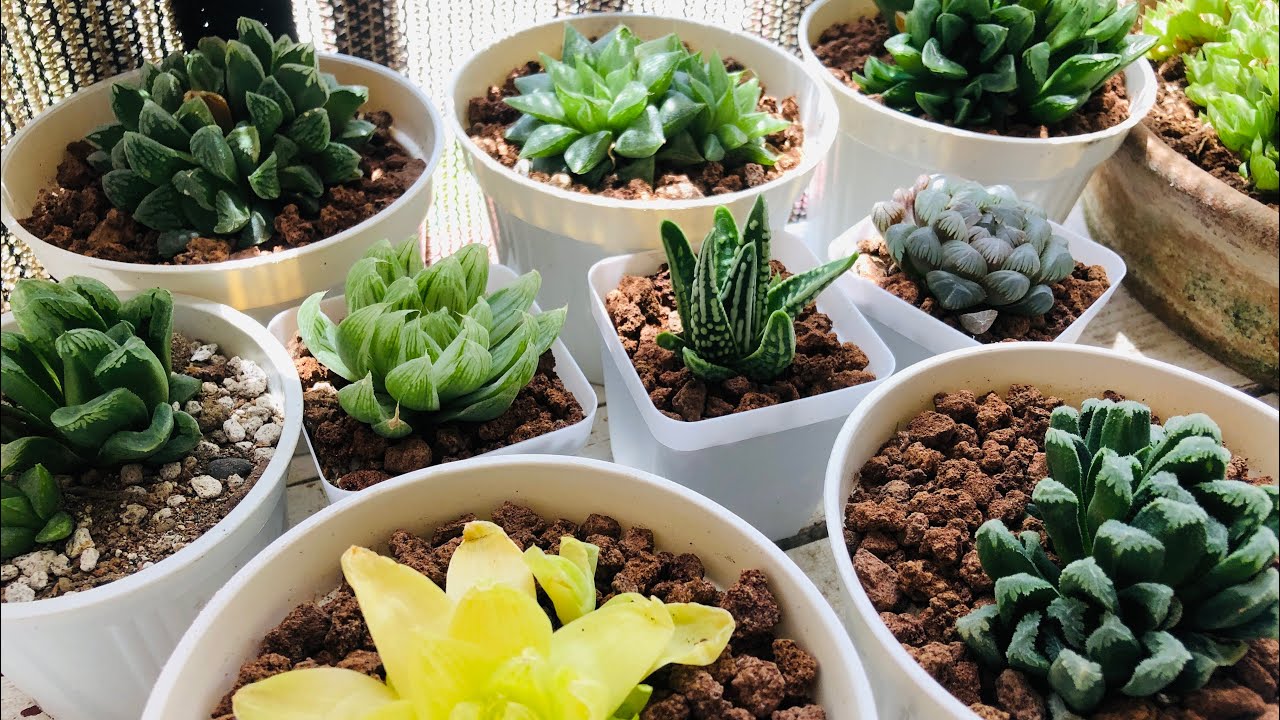 unboxing| things you need to do before planting haworthias | best potting mix for succulents| V1