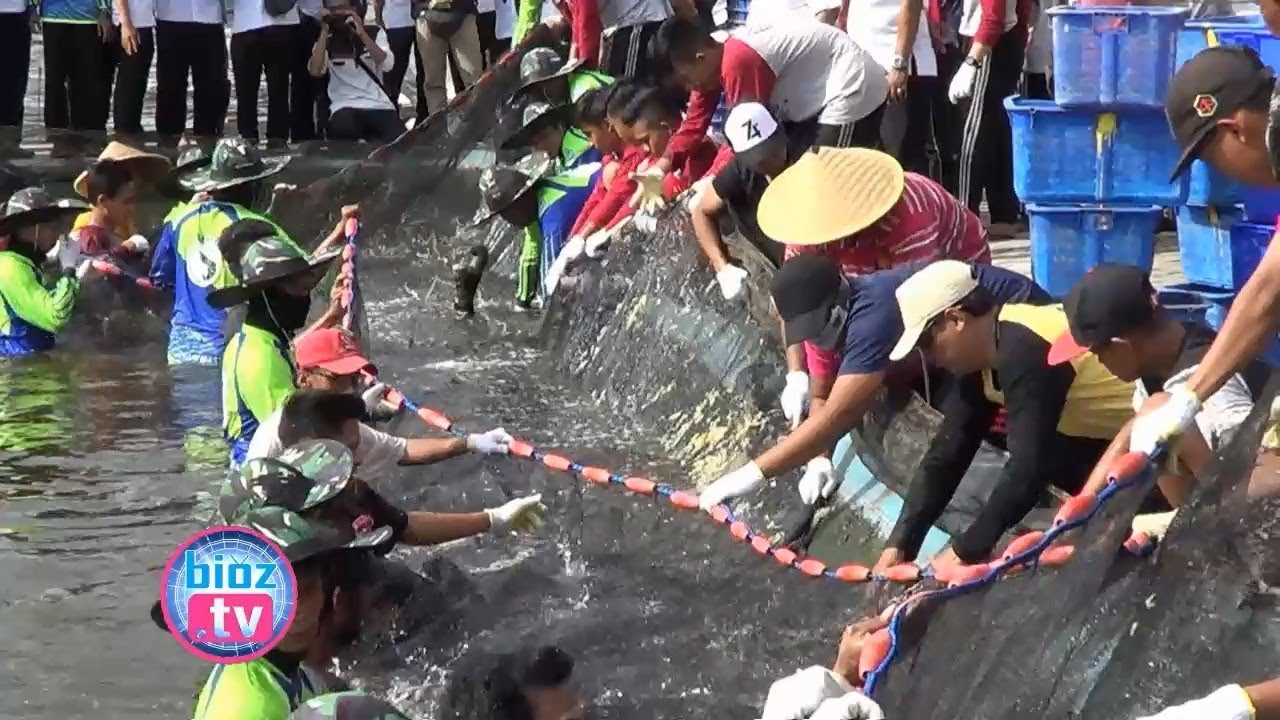 Keseruan Panen Raya Tambak Udang Vannamei Di Kawasan Pantai Prigi Trenggalek - bioztv.id