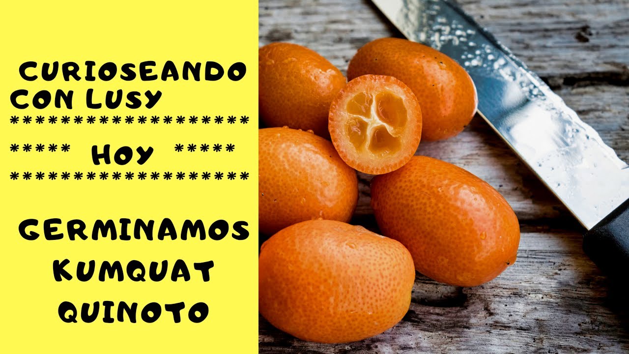 COMO GERMINAR  KUMQUAT / QUINOTO