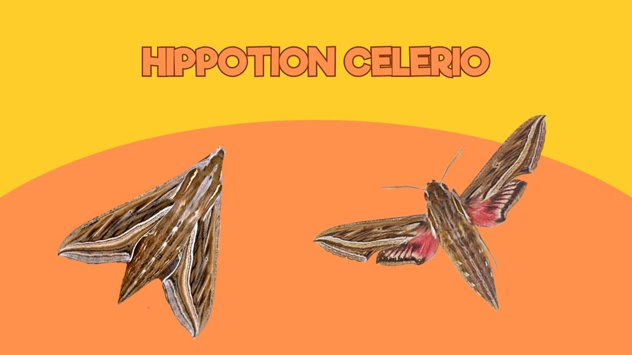 Viviendo en un Zoo: Hippotion Celerio | Santillana del Mar