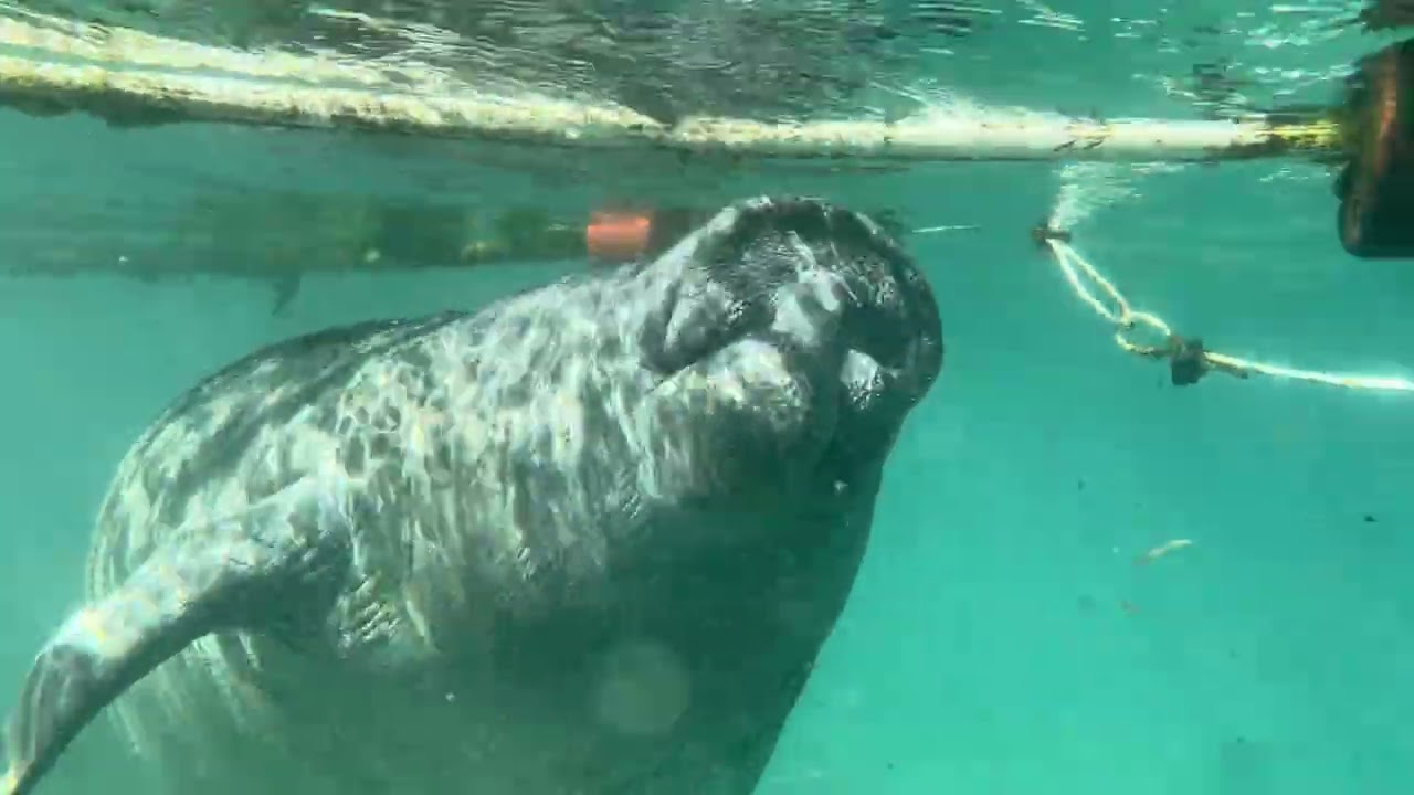 6. SUP paddle boarding with Manatees at crystal river #manatees #paddleboarding #crystalriver 