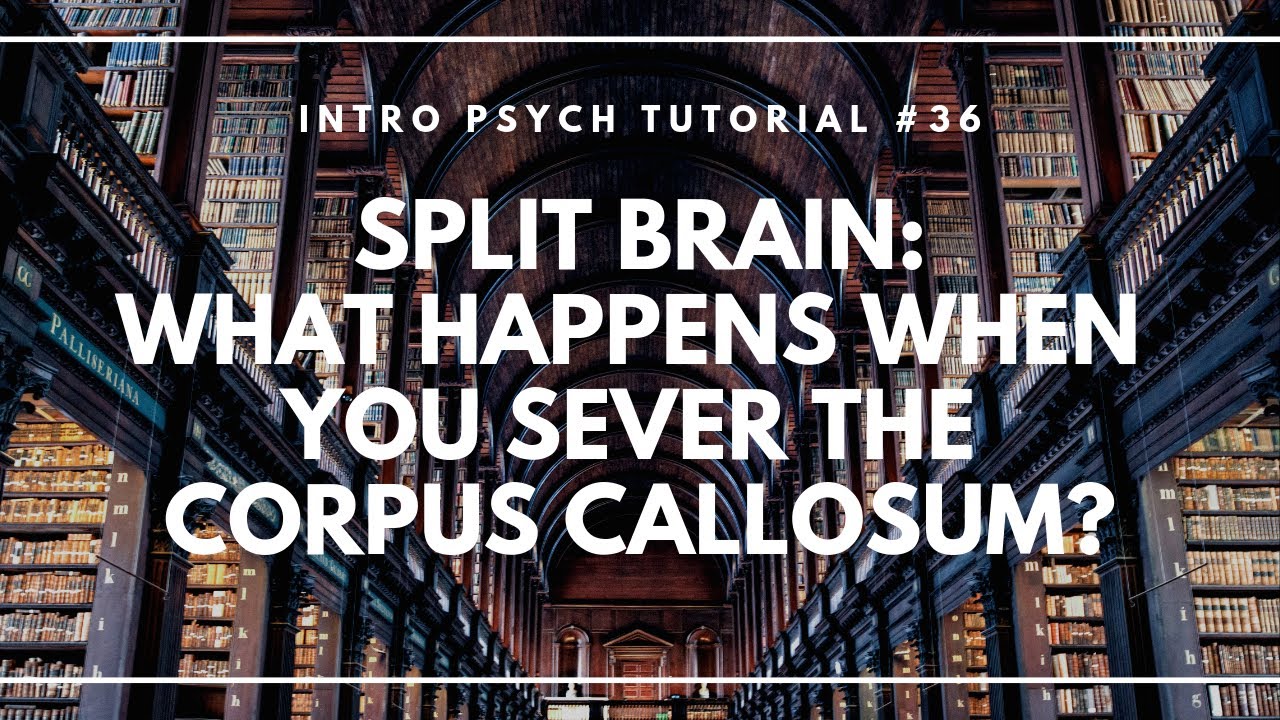 Split Brains: What Happens When You Sever the Corpus Callosum? (Intro Psych Tutorial #36)