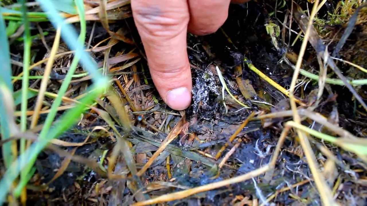 Agrifaune : Focus sur... le carabe !