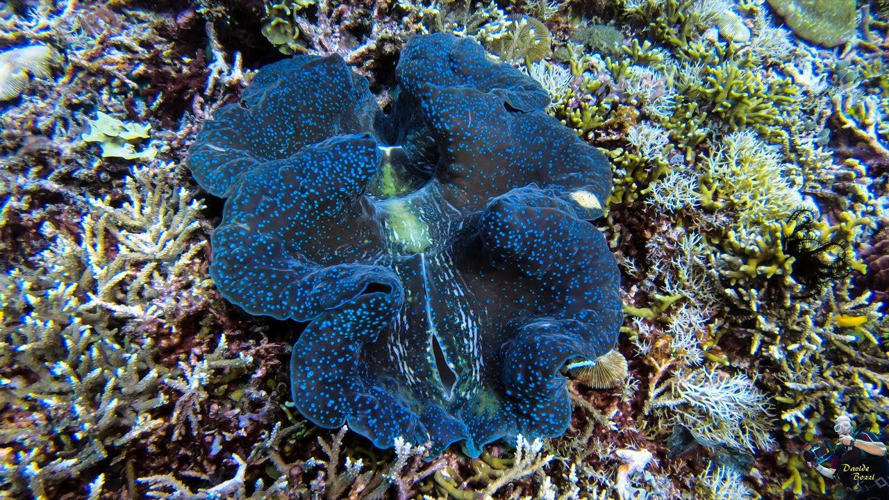 Indonesia. Raja Ampat (October 2022). Tridacna Maxima (Tridacna Maxima).  (4K).