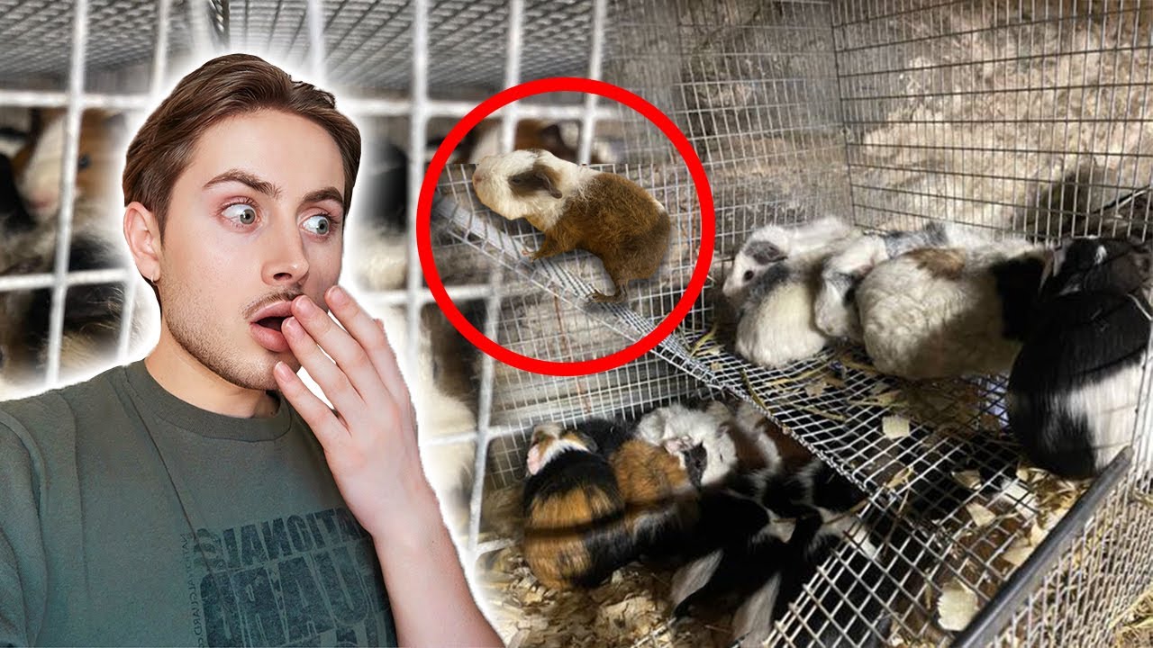 Они жили в ОДНОЙ клетке 😭 Спасение морских свинок