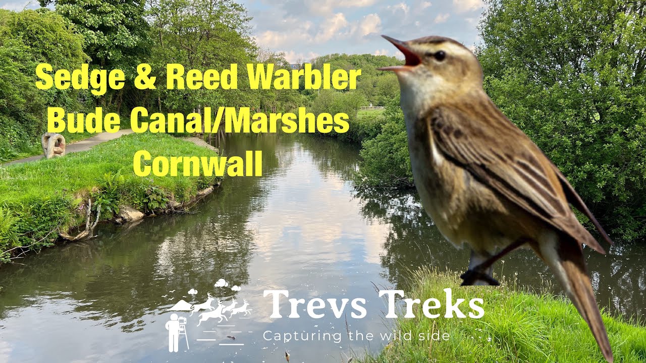 Warblers at Bude Canal Cornwall. UK bird watching & photography. Canon 5DS Sigma 150-600mm lens.