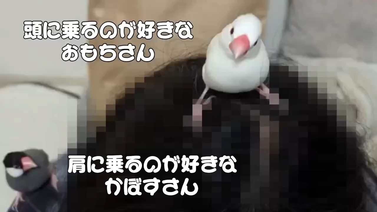 放鳥あるある：なぜか頭の上に乗りたがる。なぜか袖に入りたがる。