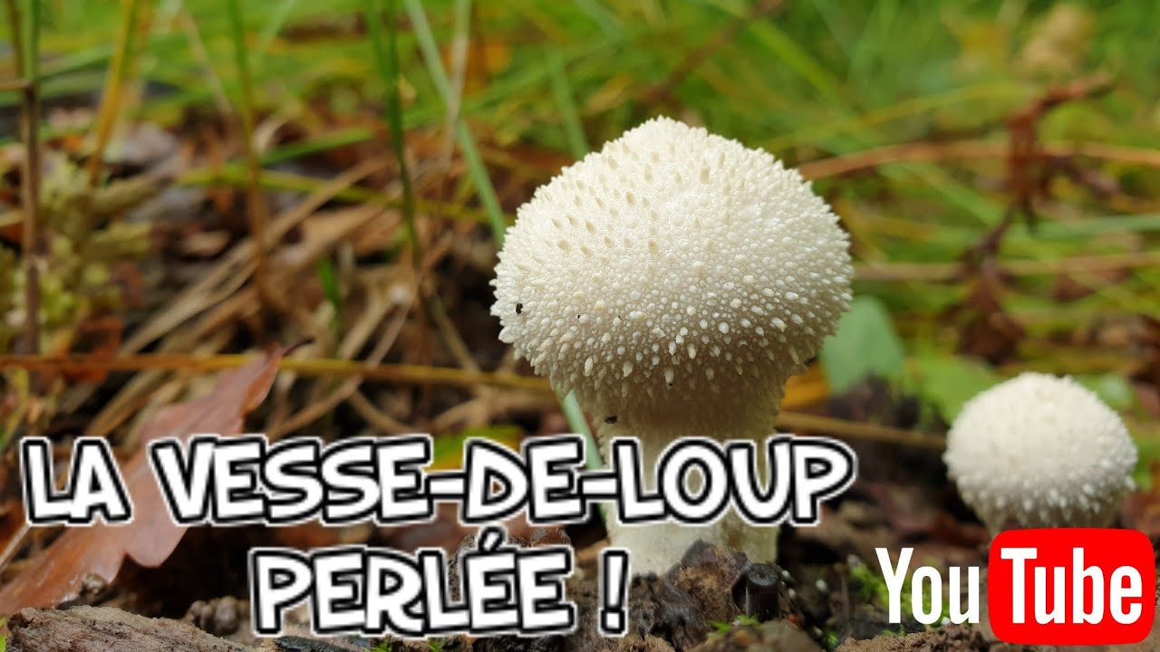 Identifier la vesse-de-loup perlée ! [Cueillette  des champignons 2020]