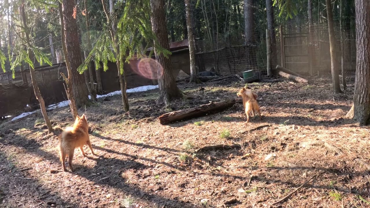 Натаска щенков :: ПЕРВАЯ ДОБЫЧА Puppy's training :: FIRST PREY