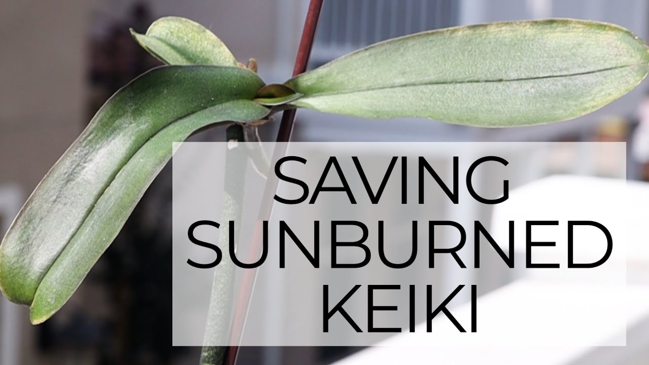 Sunburned Keiki + Mother Plant - Epic Orchid Rescue Episode 4: Sunburned Baby Phalaenopsis Orchid